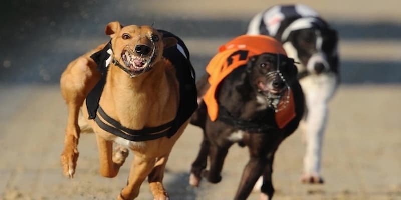 Các loại hình cá cược đua chó tại FM88