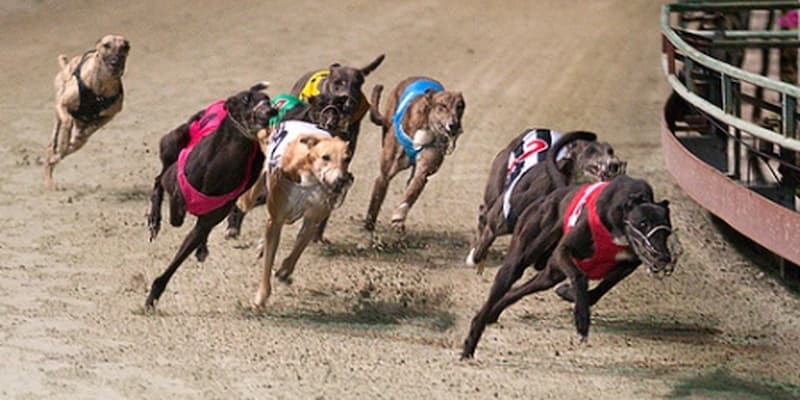 Hấp dẫn đặc trưng của cá cược đua chó FM88