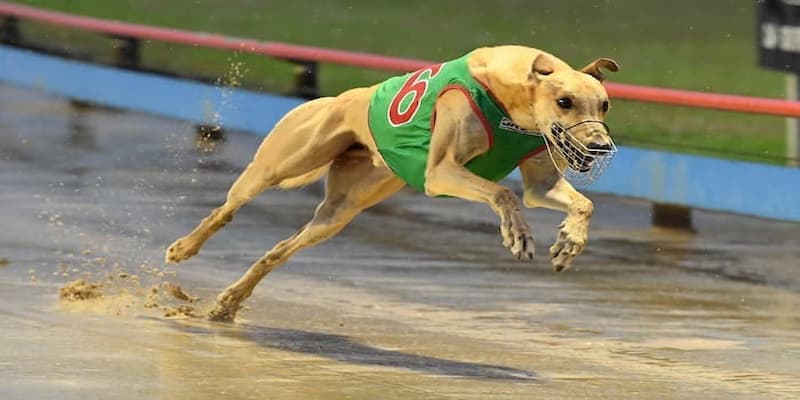 Hướng dẫn tham gia cá cược đua chó FM88